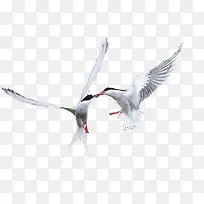 两只抢食物的海鸥-空若网 两只抢食物的海鸥-空若网