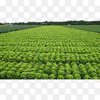 生菜种植基地菜园-空若网 生菜种植基地菜园-空若网