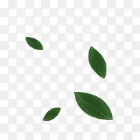 香料叶-空若网 香料叶-空若网