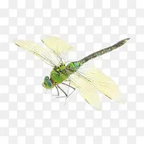 蜻蜓-空若网 蜻蜓-空若网