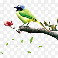 ϲȵ-������