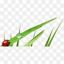 小草露水瓢虫-空若网 小草露水瓢虫-空若网