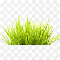 绿色小草-空若网 绿色小草-空若网