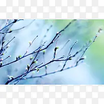 青蓝色模糊背景树枝-空若网 青蓝色模糊背景树枝-空若网