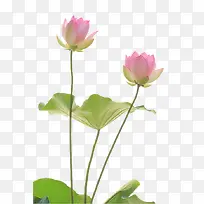 ����˵�ɻ�-������