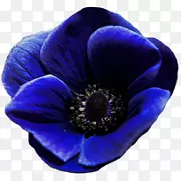 电蓝海葵紫海葵酮-空若网 电蓝海葵紫海葵酮-空若网