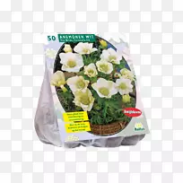 切花,海葵,野莲花,植物海葵,冠状海葵-海葵酮-空若网 切花,海葵,野莲花,植物海葵,冠状海葵-海葵酮-空若网