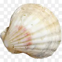 ��ɫ���ҿ��ڱ���-������