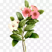 ����ˮ�ʻ�ֲ��ʻ滨��-������