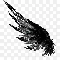 黑色羽翼-空若网 黑色羽翼-空若网