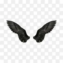 翅膀-空若网 翅膀-空若网