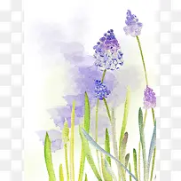 紫色水彩风信子花朵-空若网 紫色水彩风信子花朵-空若网