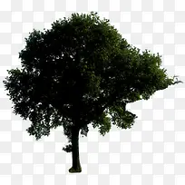 墨绿色的树png素材-空若网 墨绿色的树png素材-空若网