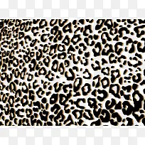 豹纹-空若网 豹纹-空若网