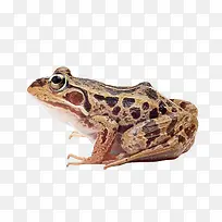 豹纹青蛙-空若网 豹纹青蛙-空若网