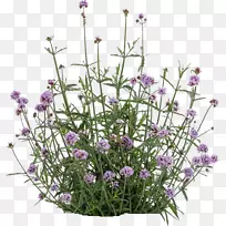 马鞭草植物花园薰衣草流星雨-空若网 马鞭草植物花园薰衣草流星雨-空若网