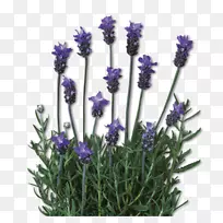 Ӣ��޹�²ݣ���״޹�²ݣ�����޹�²�ֲ�޹�²ݿ�-޹�²�-������