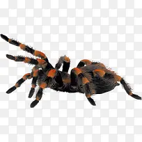 毛绒大蜘蛛-空若网 毛绒大蜘蛛-空若网