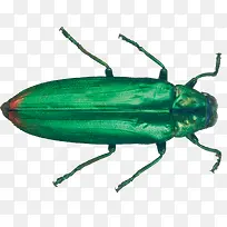 绿色昆虫-空若网 绿色昆虫-空若网