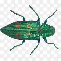 ��ɫ�׿ǳ�-������