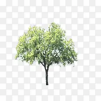 树-空若网 树-空若网