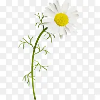 �ջ���ɫ�ջ���֦-������