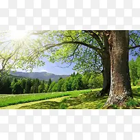 绿色森林太阳光光效高清摄影-空若网 绿色森林太阳光光效高清摄影-空若网
