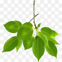 ��ɫ��Ҷ��֦��ҵ��-������