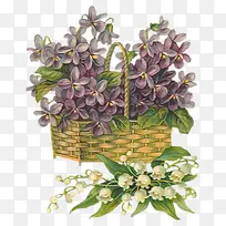 卡通紫罗兰-空若网 卡通紫罗兰-空若网