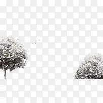 树鸟-空若网 树鸟-空若网