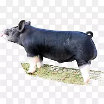 伯克希尔猪畜牧养殖鼻子-公猪-空若网 伯克希尔猪畜牧养殖鼻子-公猪-空若网