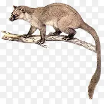 爬在树枝上的麝香猫-空若网 爬在树枝上的麝香猫-空若网