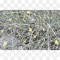 ¸É¿ÝÊ÷Ö¦»ÆÉ«Ð¡»¨º£±¨±³¾°-¿ÕÈôÍø ¸É¿ÝÊ÷Ö¦»ÆÉ«Ð¡»¨º£±¨±³¾°-¿ÕÈôÍø