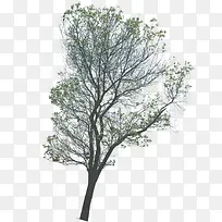 小区微风吹拂大树-空若网 小区微风吹拂大树-空若网