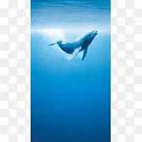 大海壁纸水下摄影-空若网 大海壁纸水下摄影-空若网