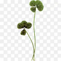 Ư��ѹ����Ҷ��ֲ��-������