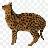 埃及茂豹虎狮豹-空若网 埃及茂豹虎狮豹-空若网