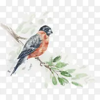 手绘装饰插图树枝上的鸟儿-空若网 手绘装饰插图树枝上的鸟儿-空若网