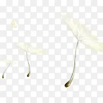 白色蒲公英-空若网 白色蒲公英-空若网