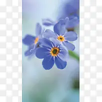 紫色鲜花创意桌面-空若网 紫色鲜花创意桌面-空若网