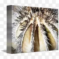 ëƤ���ǲݿ�ˮ������ֲ��-������