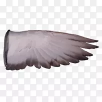 牧羊科野鸽回巢鸽翼鸽-空若网 牧羊科野鸽回巢鸽翼鸽-空若网