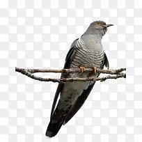 һֻС��-������