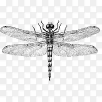 手绘蜻蜓-空若网 手绘蜻蜓-空若网