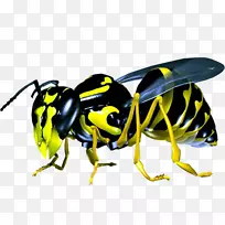 桌面壁纸电脑动画高清电视黄蜂-空若网 桌面壁纸电脑动画高清电视黄蜂-空若网