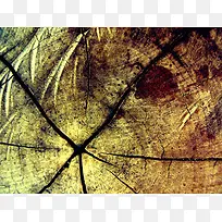 ľ׮�ѷ챳��-������