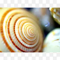 海螺背景-空若网 海螺背景-空若网