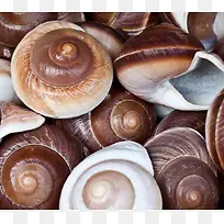 海螺背景素材-空若网 海螺背景素材-空若网