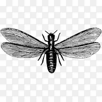 蚂蚁东方地下白蚁害虫防治新婚飞行害虫-昆虫-空若网 蚂蚁东方地下白蚁害虫防治新婚飞行害虫-昆虫-空若网