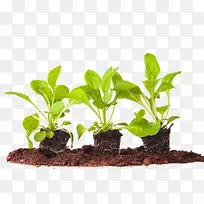 卡通蔬菜素材-空若网 卡通蔬菜素材-空若网